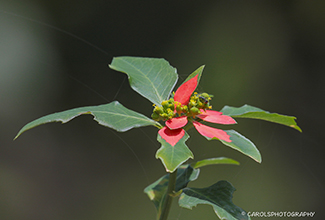 PAINTED LEAF OR WILD EUPHORBIA (Euphorbia cyathophora)