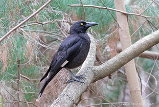 PIED CURAWONG (Strepera graculina)