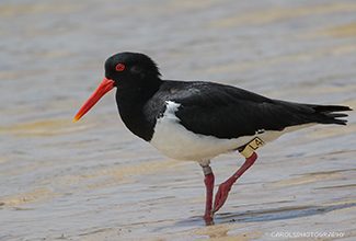 PIED OYSTERCATCHER (Haematopus longirostris)