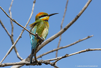 RAINBOW BEE EATER (Merops ornatus)