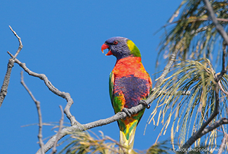 RAINBOW LORIKEET (Trichoglossus haematodus)