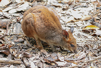 RED NECKED PADEMELON (Thylogale thetis)