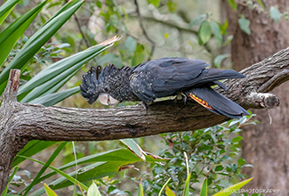 RED TAILED BLACK COCKATOO 