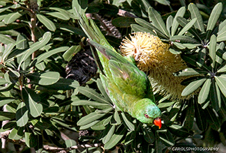 SCALY-BREASTED LORIKEET (Trichoglossus chlorolepidotus)