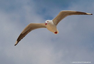 SILVER GULL (Chroicocephalus novaehollandiae)