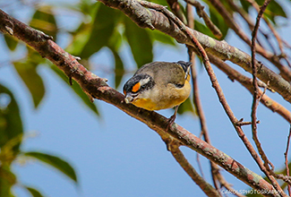 STRIATED PARDALOTE (Pardalotus striatus)