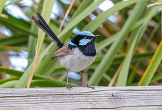 SUPERB FAIRY WREN (Malurus cyaneus)