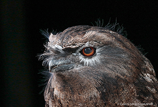 TAWNY FROGMOUTH (Podargus strigoides)