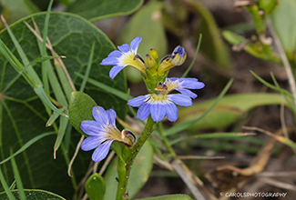 THICK LEAVED FAN FLOWER (Scaevola crassifolia)