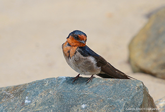 WELCOME SWALLOW (Hirundo neoxena)