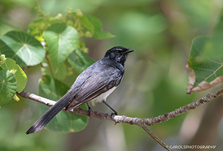 WILLIE WAGTAIL (Rhipidura leucophrys)