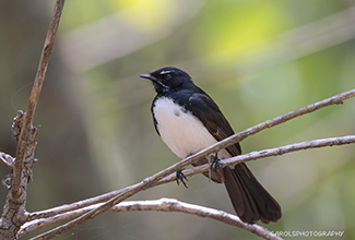 WILLIE WAGTAIL (Rhipidura leucophrys)