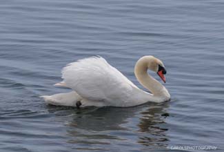 MUTE SWAN  (Cygnus olor)