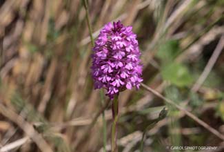 PYRAMIDAL ORCHID (Anacamptis pyramidalis)