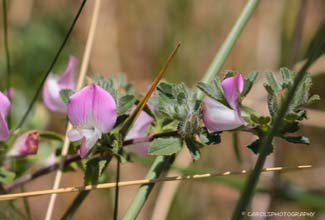 COMMON RESTHARROW (Ononis repens)