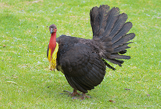 AUSTRALIAN BRUSHTURKEY (Alectura lathami)