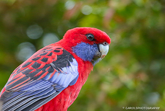 CRIMSON ROSELLA - MALE (Platycercus elegans)