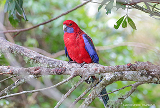 CRIMSON ROSELLA - MALE (Platycercus elegans)