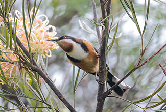 EASTERN SPINEBILL (Acanthorhynchus tenuirostris)