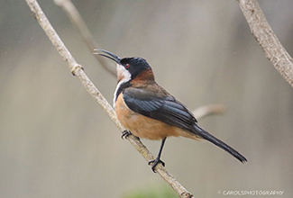 EASTERN SPINEBILL (Acanthorhynchus tenuirostris)