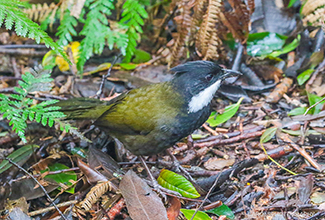 EASTERN WHIPBIRD (Psophodes olivaceus)