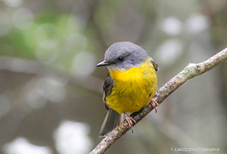 EASTERN YELLOW ROBIN (Eopsaltria australis)