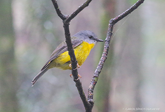 EASTERN YELLOW ROBIN (Eopsaltria australis)