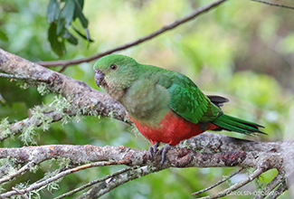 KING PARROT - FEMALE (Alisterus)