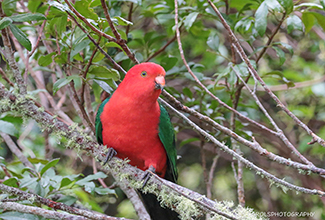 KING PARROT - MALE (Alisterus)