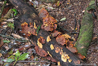 LEATHER FUNGI (Stereum ostrea)