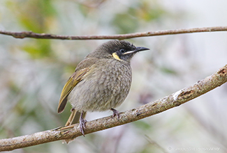 LEWINS HONEYEATER - FEMALE (Meliphaga lewini)