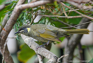 LEWINS HONEYEATER - MALE (Meliphaga lewini)