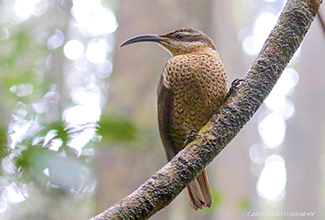 PARADISE RIFLEBIRD (Ptiloris paradiseus)