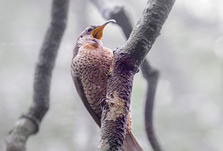 PARADISE RIFLEBIRD (Ptiloris paradiseus)