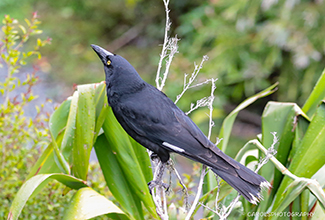 PIED CURRAWONG (Strepera graculina)