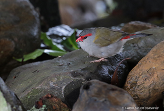 RED-BROWED FIRETAIL (Neochmia temporalis)