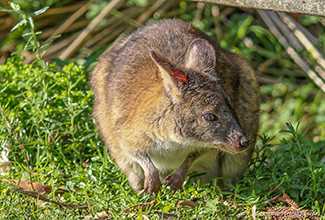RED-NECKED PADEMELON (Thylogale thetis)