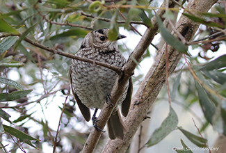 REGENT BOWERBIRD - FEMALE (Sericulus chrysocephalus)