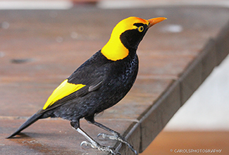 REGENT BOWERBIRD - MALE (Sericulus chrysocephalus)