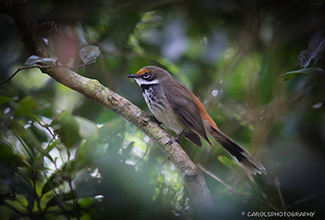 RUFOUS FANTAIL (Rhipidura rufifrons)