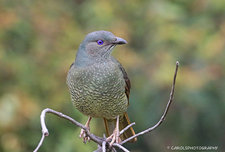 SATIN BOWERBIRD - FEMALE (Ptilonorhynchus violaceus)