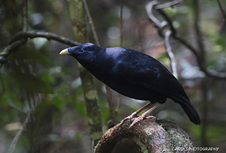 SATIN BOWERBIRD - MALE (Ptilonorhynchus violaceus)