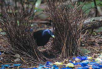 SATIN BOWERBIRD - MALE (Ptilonorhynchus violaceus)