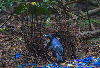 SATIN BOWERBIRD - MALE (Ptilonorhynchus violaceus)