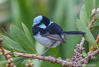 SUPERB FAIRYWREN - MALE (Malurus cyaneus)