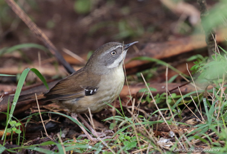 WHITE-BROWED SCRUBWREN (Sericornis frontalis)