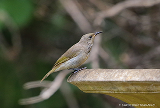 BROWN HONEYEATER (Lichmera indistincta)