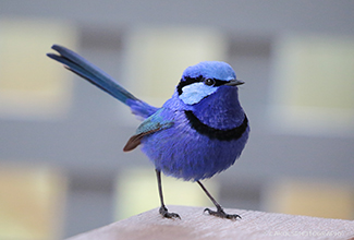 SPLENDID FAIRY WREN - Male (Malurus splendens)