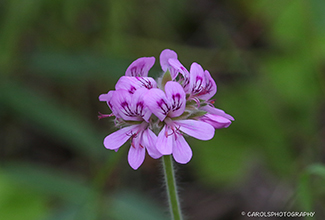 WILD GERANIUM (Pelargonium australe)