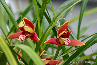 ORCHID D
